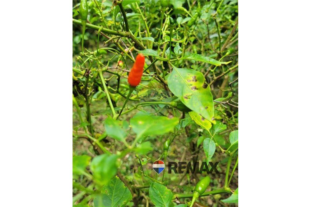 Land - For Sale - San Martin, San Salvador, El Salvador - 3 - 902501008-20