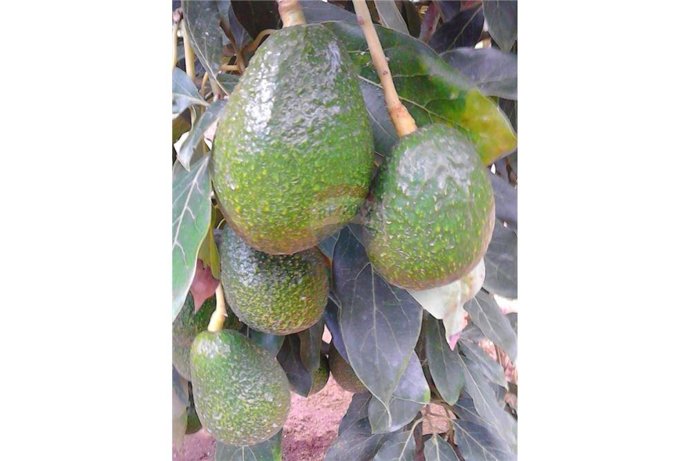 Lote - Venta - Santiago Sacatepéquez, Sacatepéquez, Guatemala - 2 - 902091002-88