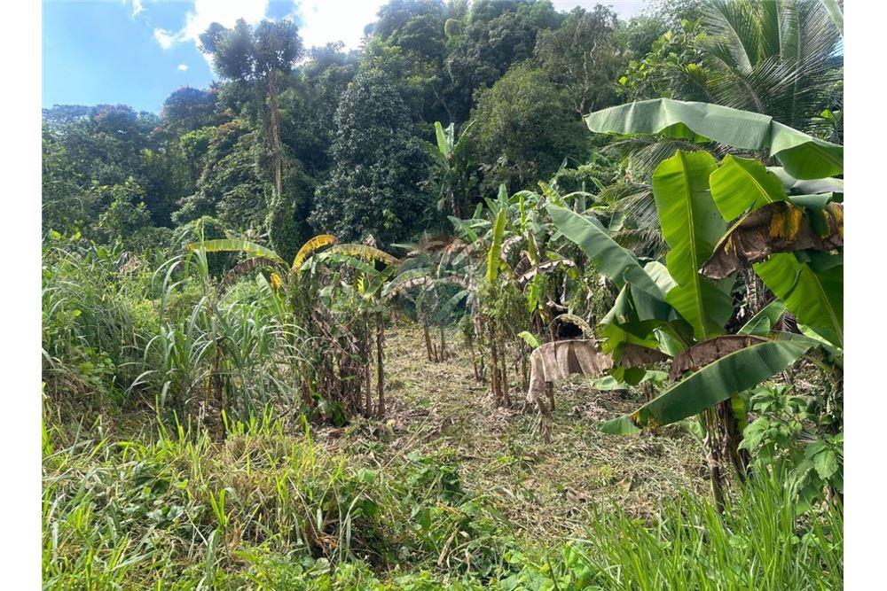 Land - For Sale - Golden Spring, Saint Andrew, Jamaica - 2 - 90153036-91