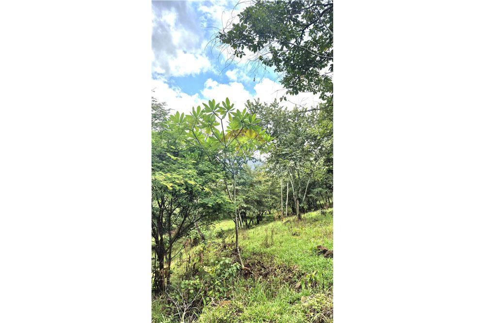 Commercial - Land - Atenas, Alajuela- Atenas, Costa Rica - Caribbean & Central Ameri - 14 - 90128007-183