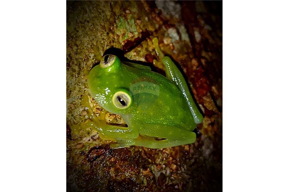 Lote - Venta - Puntarenas, Puntarenas - Puntarenas, Costa Rica - 9 - 902211014-15