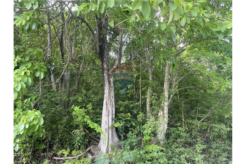 Commercial - Land - Cap Estate, Gros-Islet, St Lucia - Caribbean & Central Ameri - 3 - 902071001-204