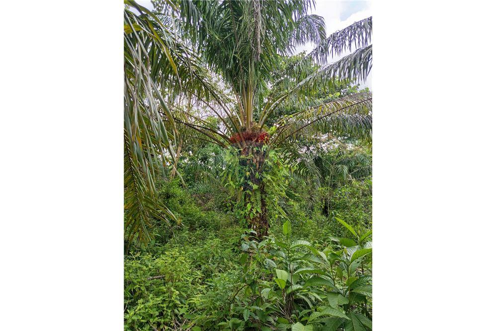 Lote - Venta - Puntarenas, Puntarenas - Puntarenas, Costa Rica - 3 - 902211014-15