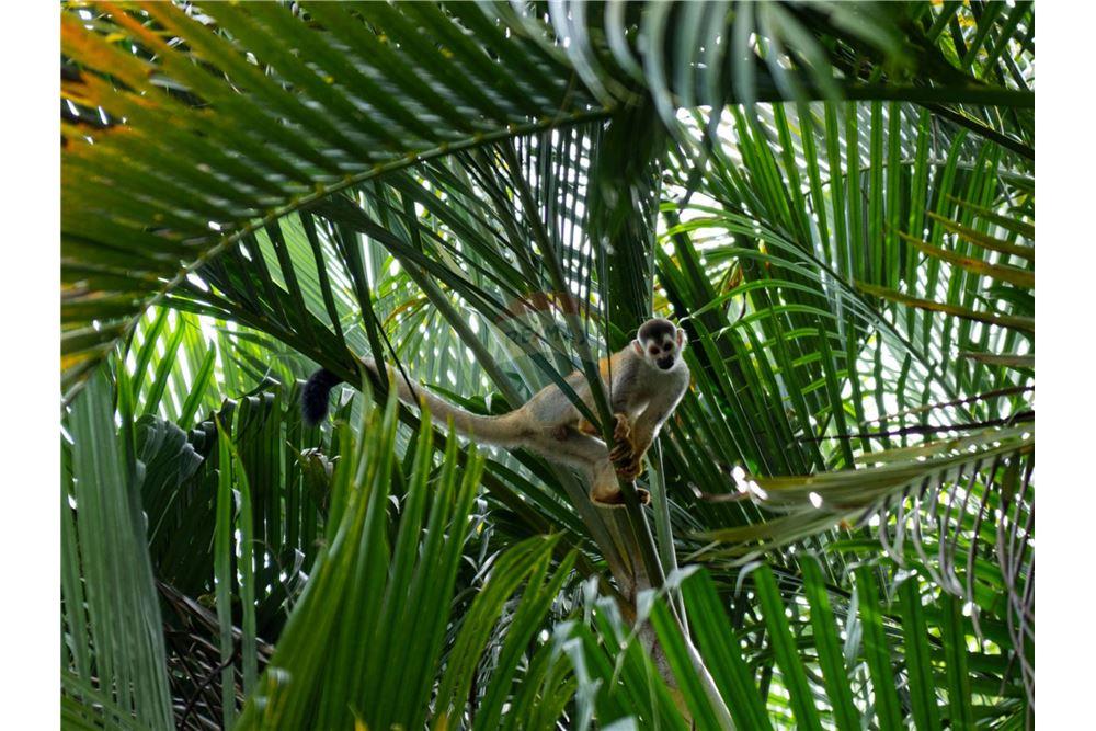 Residential - Villa - Parrita - Esterillos, Puntarenas - Parrita, Costa Rica - Caribbean & Central Ameri - 5 - 90168035-24