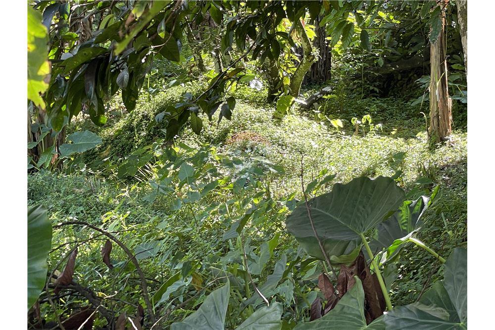 Commercial - Land - Soufrière, Soufrière, St Lucia - Caribbean & Central Ameri - 27 - 902071001-217