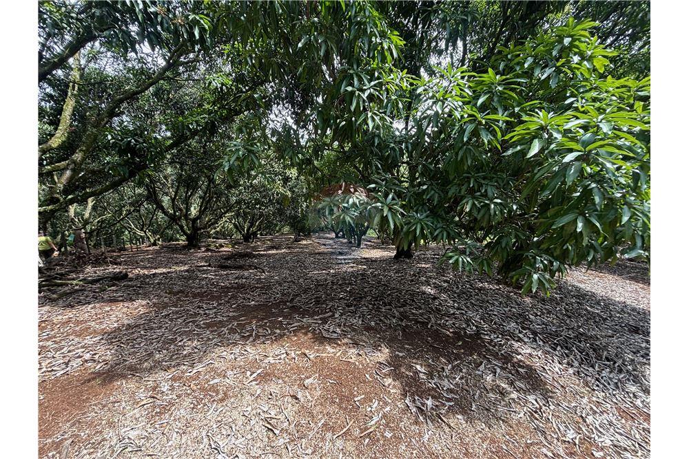 Grondstuk - Te Koop - Atenas, Alajuela- Atenas, Costa Rica - 3 - 90128002-974