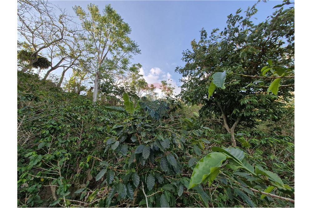 Commercial - Land - Atenas, Alajuela- Atenas, Costa Rica - Caribbean & Central Ameri - 10 - 90128007-166