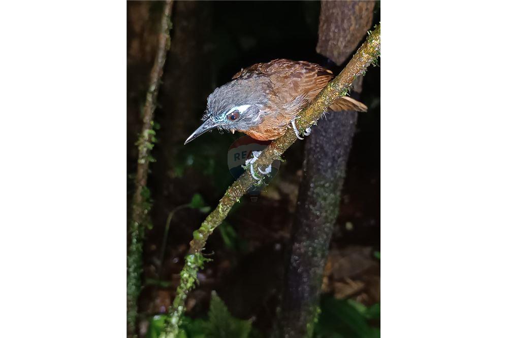 Lote - Venta - Puntarenas, Puntarenas - Puntarenas, Costa Rica - 8 - 902211014-15