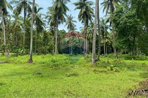 ขาย-ที่ดินสำหรับอยู่อาศัย-มะเดื่อหวาน-บ้านในสวน  -  เกาะพะงัน, สุราษฎร์ธานี-920621001-43