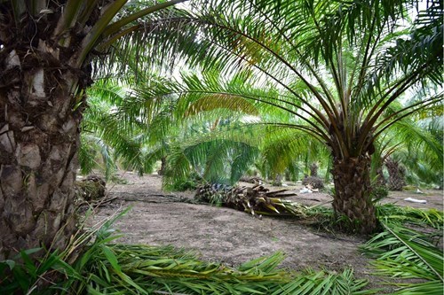 Slider Image Thumbnail