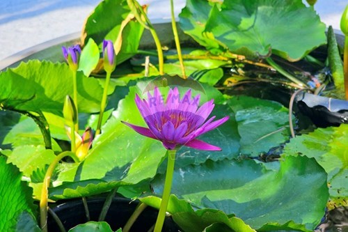 Slider Image Thumbnail