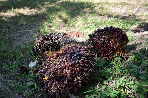 Slider Image Thumbnail