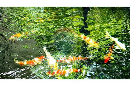 Slider Image Thumbnail