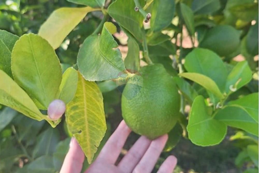 Chácara / Sítio / Fazenda - Venda - Cascavel , Paraná - WhatsApp Image 2025-05-27 at 11.31.20 (2).jpeg - 960151043-7